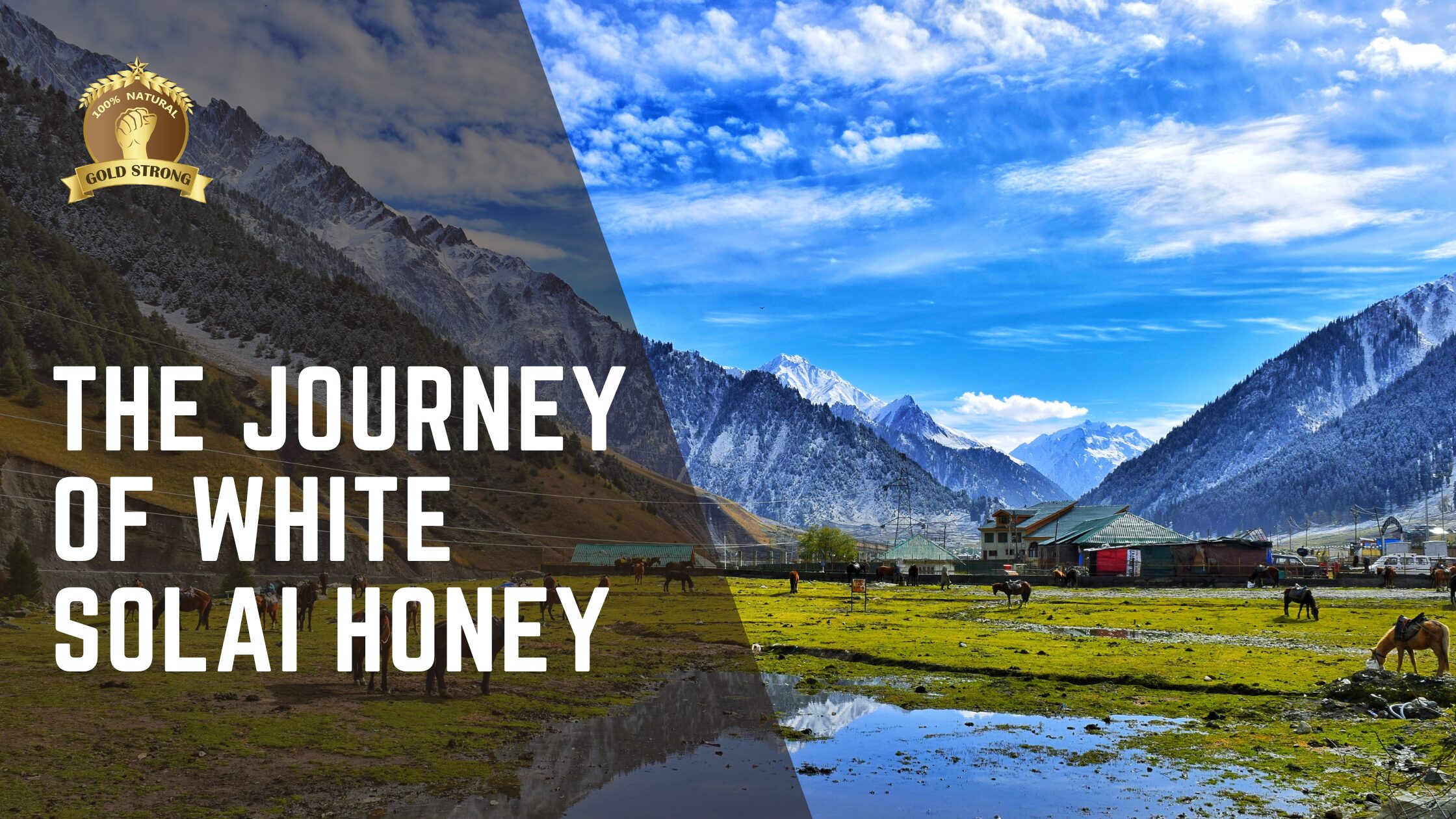 The Journey of White Solai Honey: A Rare Delicacy from Kashmir, India – Brought to You by Gold Strong