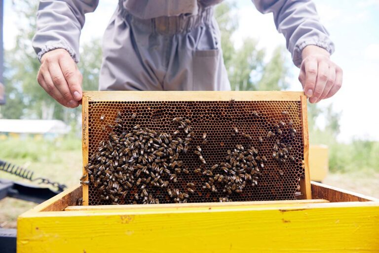 Beekeeper taking out hive frames