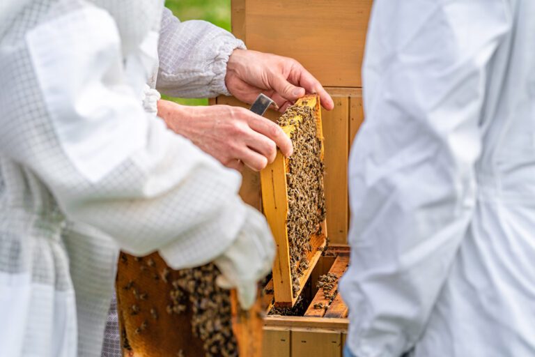 Wax frame in beehive for honey production