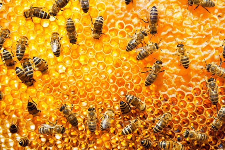 Honey bees working on honeycomb